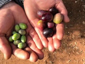aceituna-molino-de-la-teja