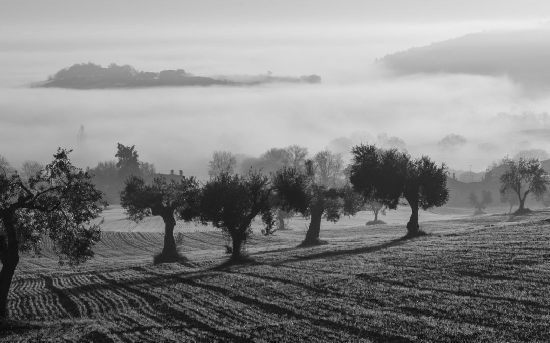 Aceite variedad Picual