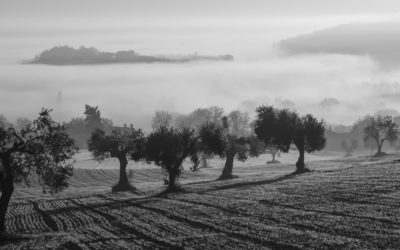 Aceite variedad Picual